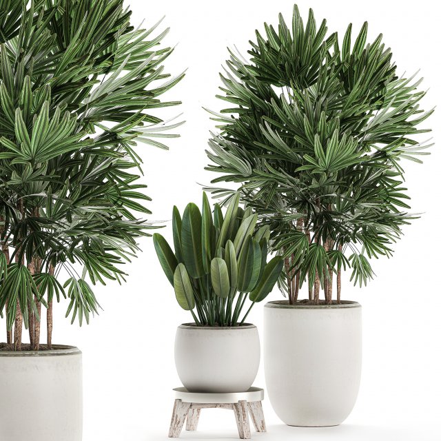 decorative plants in a white flowerpot for decor and interior design 502 Model 3D .c4d .max .obj .3ds .fbx .stl .blend 