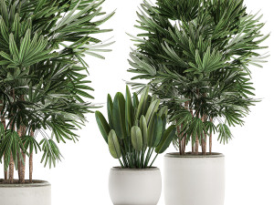 decorative plants in a white flowerpot for decor and interior design 502 3D Model