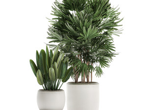 decorative plants in a white flowerpot for decor and interior design 502 Model 3D