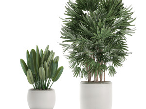 decorative plants in a white flowerpot for decor and interior design 502 Model 3D