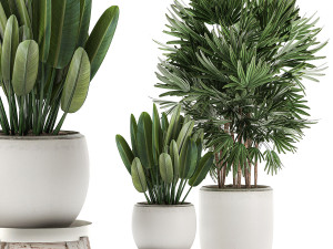 decorative plants in a white flowerpot for decor and interior design 502 Model 3D