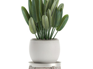 decorative plants in a white flowerpot for decor and interior design 502 Model 3D