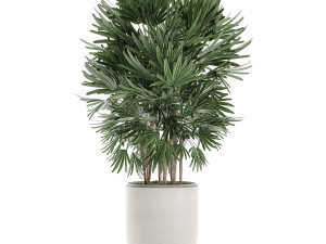 decorative plants in a white flowerpot for decor and interior design 502 Model 3D