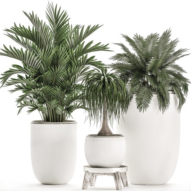 decorative plants in a white flowerpot for decor and interior design 503 3D Model .c4d .max .obj .3ds .fbx .stl .blend 