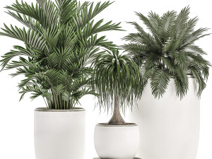 decorative plants in a white flowerpot for decor and interior design 503 3D मॉडल