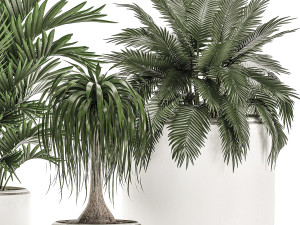 decorative plants in a white flowerpot for decor and interior design 503 3D Model