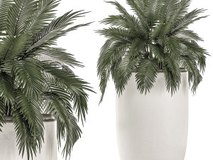 decorative plants in a white flowerpot for decor and interior design 503 3D Model