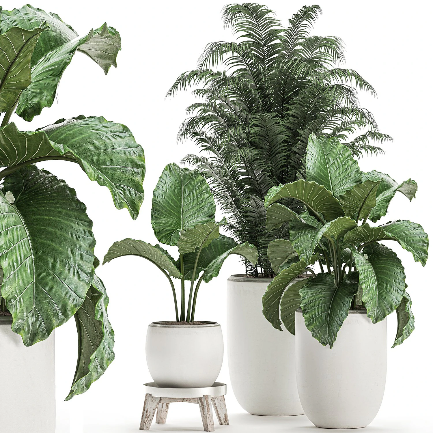 decorative plants in a white flowerpot for decor and interior design 504 3D Model .c4d .max .obj .3ds .fbx .stl .blend 