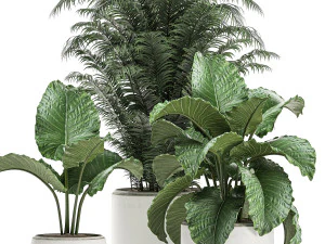 decorative plants in a white flowerpot for decor and interior design 504 3D Model