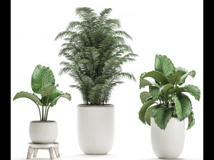 decorative plants in a white flowerpot for decor and interior design 504 Modelo 3D