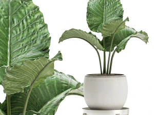 decorative plants in a white flowerpot for decor and interior design 504 3D Model
