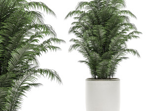 decorative plants in a white flowerpot for decor and interior design 504 Modelo 3D