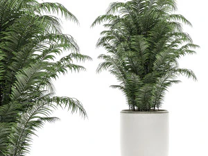 decorative plants in a white flowerpot for decor and interior design 504 3D Model