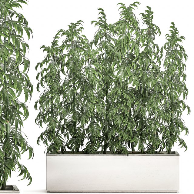ornamental bamboo tree in white flowerpots for parks and garden 506 3D Model .c4d .max .obj .3ds .fbx .stl .blend 