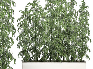 ornamental bamboo tree in white flowerpots for parks and garden 506 3D Model