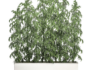 ornamental bamboo tree in white flowerpots for parks and garden 506 3D Model