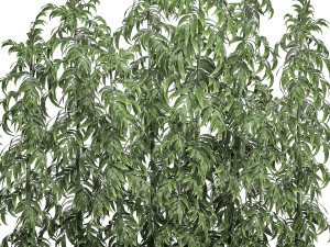 ornamental bamboo tree in white flowerpots for parks and garden 506 3D Model