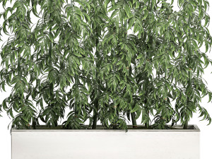 ornamental bamboo tree in white flowerpots for parks and garden 506 3D Model