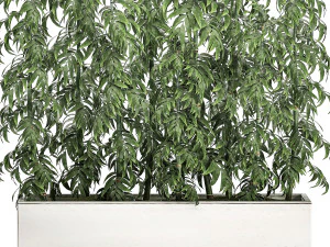 ornamental bamboo tree in white flowerpots for parks and garden 506 3D Model