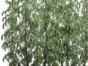 ornamental bamboo tree in white flowerpots for parks and garden 506 3D Model
