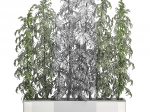 ornamental bamboo tree in white flowerpots for parks and garden 506 3D Model