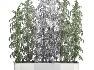 ornamental bamboo tree in white flowerpots for parks and garden 506 3D Model