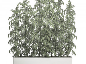 ornamental bamboo tree in white flowerpots for parks and garden 506 3D Model