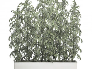 ornamental bamboo tree in white flowerpots for parks and garden 506 3D Model