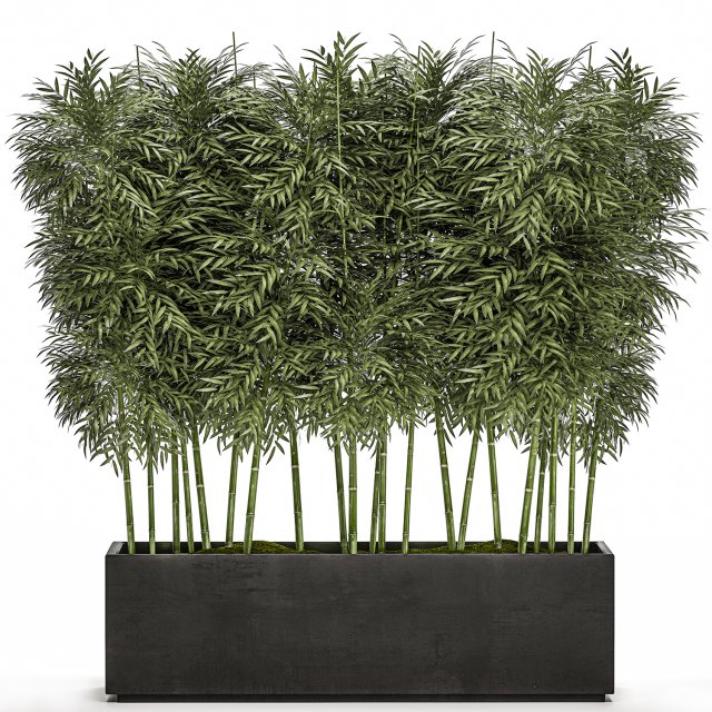 ornamental bamboo tree in black flowerpots for parks and garden 507 3D Model .c4d .max .obj .3ds .fbx .stl .blend 