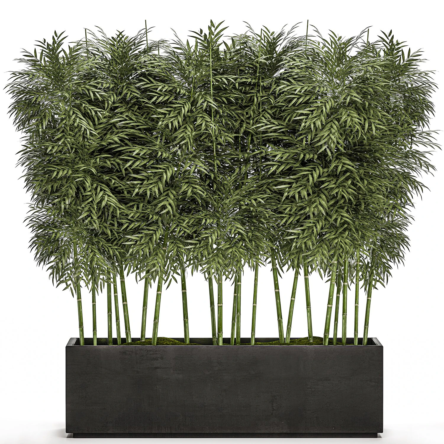 &aacute;rvore de bambu ornamental em vasos pretos para parques e jardins 507 Modelo 3D .c4d .max .obj .3ds .fbx .stl .blend 