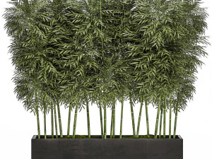 ornamental bamboo tree in black flowerpots for parks and garden 507 3D Model