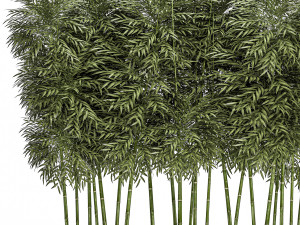 ornamental bamboo tree in black flowerpots for parks and garden 507 3D Model