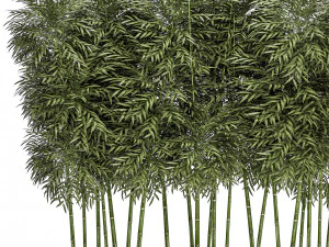 &aacute;rvore de bambu ornamental em vasos pretos para parques e jardins 507 Modelo 3D