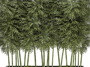 ornamental bamboo tree in black flowerpots for parks and garden 507 3D Model