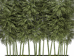 &aacute;rvore de bambu ornamental em vasos pretos para parques e jardins 507 Modelo 3D
