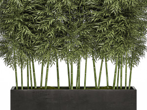 ornamental bamboo tree in black flowerpots for parks and garden 507 3D Model
