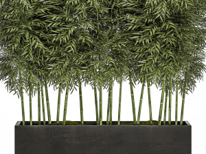 &aacute;rvore de bambu ornamental em vasos pretos para parques e jardins 507 Modelo 3D