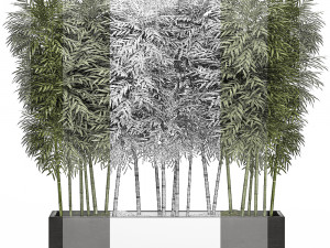 ornamental bamboo tree in black flowerpots for parks and garden 507 3D Model