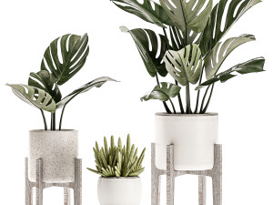 decorative plants in a white flowerpot for decor and interior design 508 Model 3D