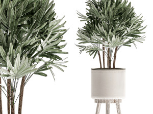 decorative plants in a white flowerpot for decor and interior design 508 Model 3D