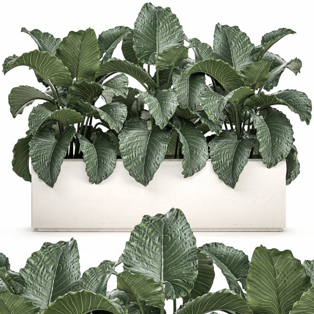 decorative alocasia in a white flowerpot for decor and interior design 509 Modello 3D .c4d .max .obj .3ds .fbx .stl .blend 