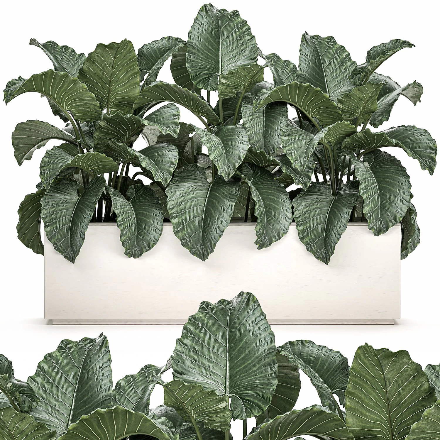 decorative alocasia in a white flowerpot for decor and interior design 509 3D Model .c4d .max .obj .3ds .fbx .stl .blend 