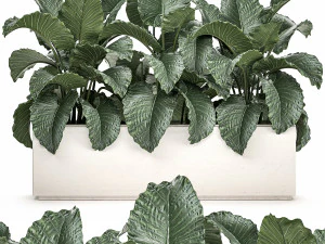 Alocasia decorativa en maceta blanca para decoraci&oacute;n e interiorismo 509. Modelo 3D