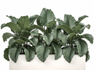 decorative alocasia in a white flowerpot for decor and interior design 509 Modello 3D