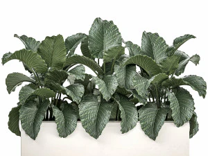 decorative alocasia in a white flowerpot for decor and interior design 509 3D Model