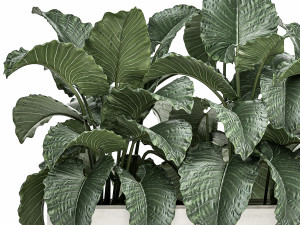 decorative alocasia in a white flowerpot for decor and interior design 509 Modello 3D