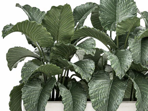 decorative alocasia in a white flowerpot for decor and interior design 509 3D Model