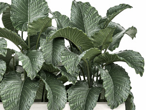 decorative alocasia in a white flowerpot for decor and interior design 509 Modello 3D