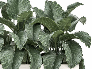 decorative alocasia in a white flowerpot for decor and interior design 509 3D Model