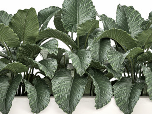 decorative alocasia in a white flowerpot for decor and interior design 509 Modello 3D